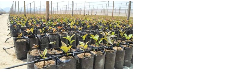 Kroplownik wciskany do dwójnika lub czwórnika 5mm 2l/h z kompensacją ciśnienia