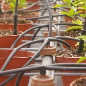 nawadnianie kropelkowe plntacja czwórnik.jpg