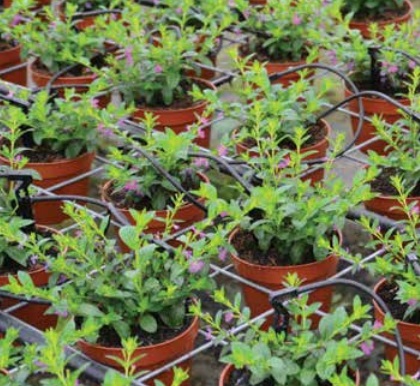 Kroplownik pastylkowy w szkółce.jpg