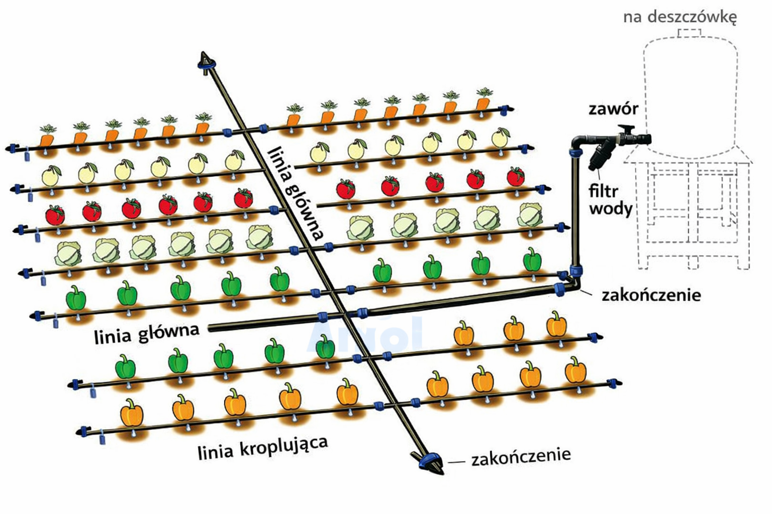 Nawadnianie kropelkowe – przykładowy układ na większy warzywnik